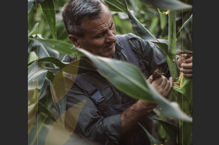 Top Ag Cooperative 2025 Seed Guide for Success by Cork Tree Creative