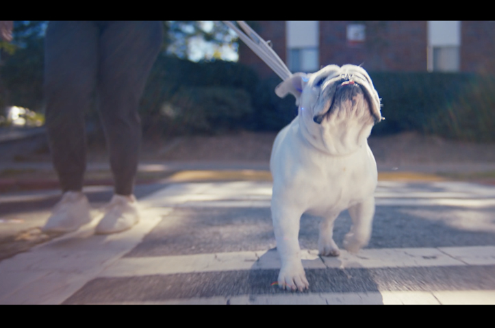 Everything We Do, We Do for Dogs by Leap Group Agency