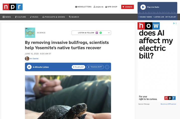 Native Turtles Return to Yosemite After Removal of Invasive Bullfrogs by Strategic Communications, UC Davis