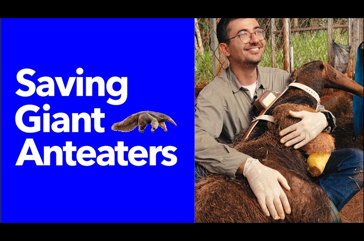 Saving Giant Anteaters by Medtronic