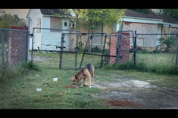 FINDING THEIR HOME by Dog Rescue 911
